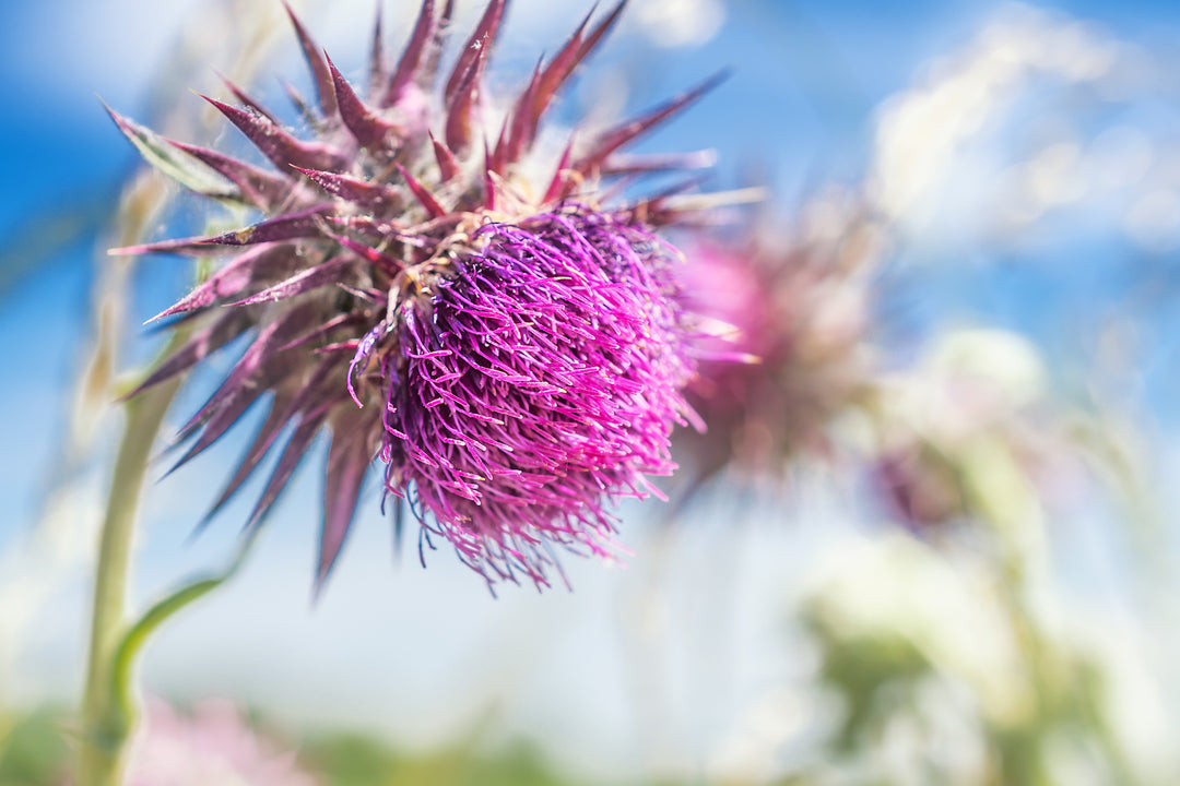 Organic Milk Thistle Tea - Cederberg Tea