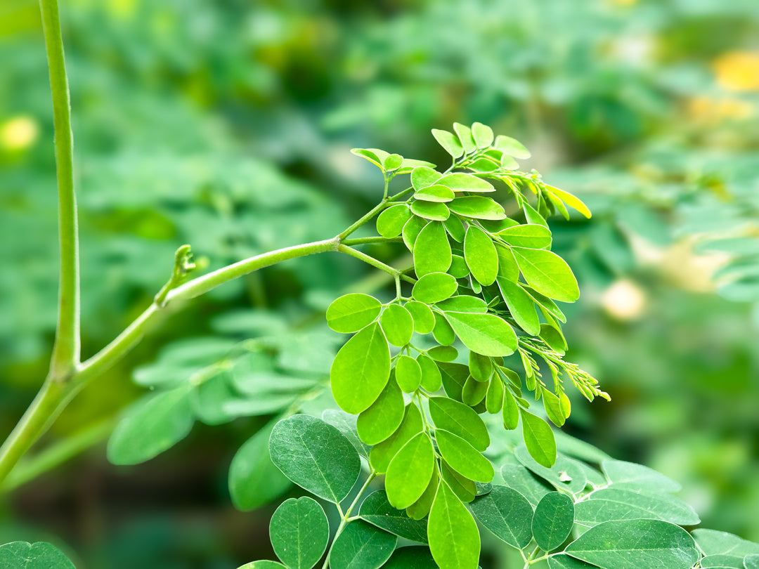 Organic Moringa Herbal Tea - Cederberg Tea