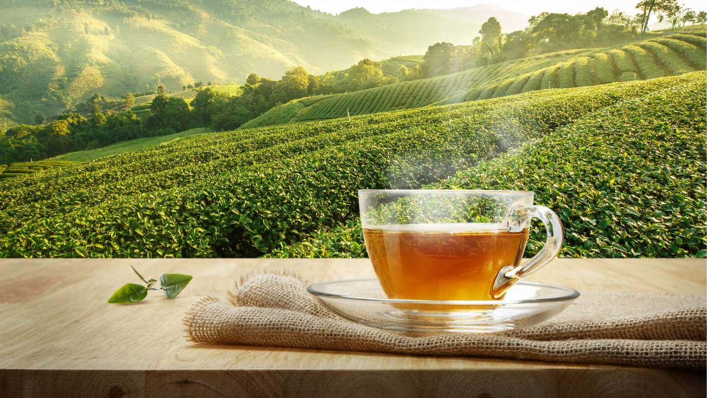 ワイン　CEDERBERG Rooibos Snaps 750ml 30% Cederberg Tea | Premium Rooibos & Herbal Blends for Wellness